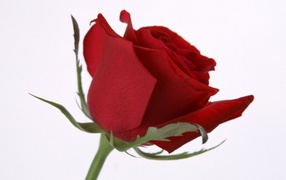 Цветок розы