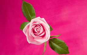 Rose in deep pink, Flowers
