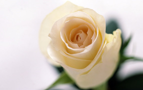 Запах роз, Цветы