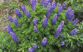 Королевский расцвет, Цветы