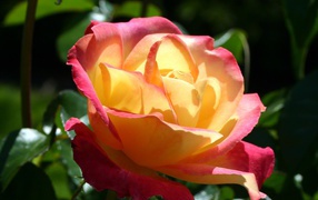 Секретная любовь, Цветы