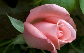 Застенчивое чувство, Цветы