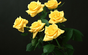 Шесть желтых роз, Цветы