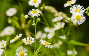 Мелкие ромашки