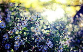 Мелкие цветочки