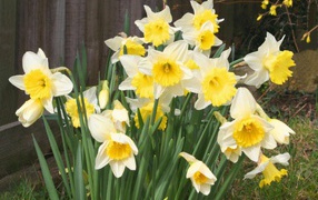 Весенние Нарциссы, Цветы