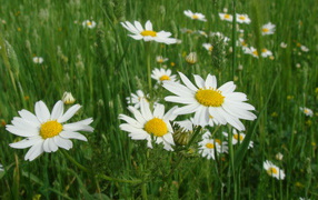 Весенние Цветы