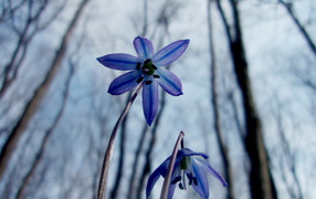 Весенние цветочки
