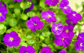 Весенние цветочки