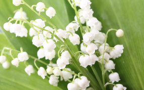 Весенние ландыши