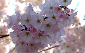 Весенний пучок, Цветы