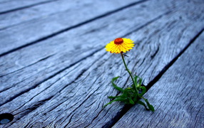 Проросший цветок