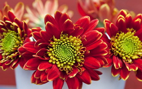 Летний букетик