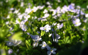 Летние нежные цветочки