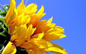 Цветок солнца, Цветы