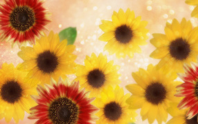 Подсолнухи