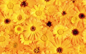 The beautiful yellow flowers