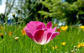 Распустившийся тюльпан