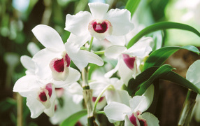 Запах красивых цветов