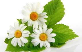 Три ромашки