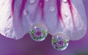 Просвирник дерева, Цветы