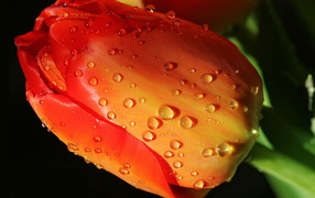 Тюльпан одиночка