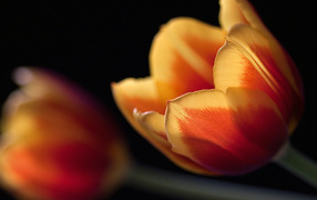 Тюльпан в ночи