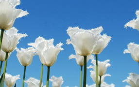 Тюльпаны-облака