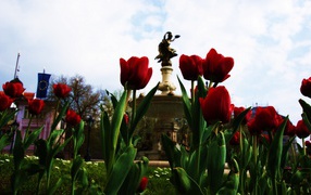 Тюльпаны