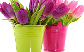 Тюльпаны в ведре