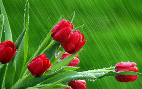 Тюльпаны под дождем
