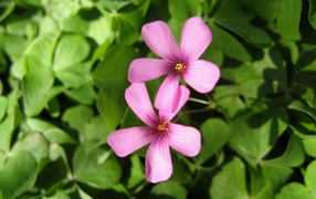 Два сыщика, Цветы