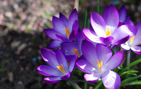 Фиолетовые крокусы