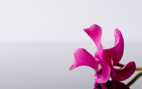 Фиолетовый цветок