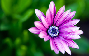 Violet flower in dew