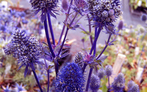 Фиолетовые колючки