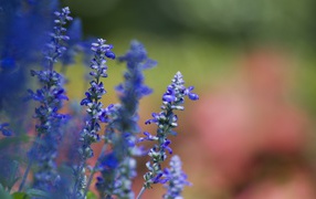 Фиалки весной, Цветы