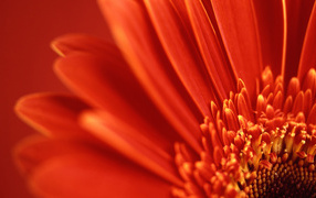 Перспектива красный цветок, Цветы