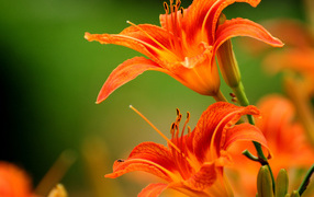 Яркие лилии