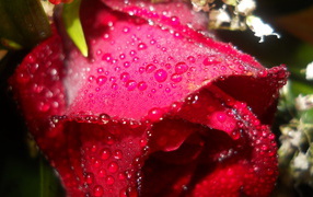 Мокрая алая роза