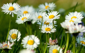 Белые ромашки