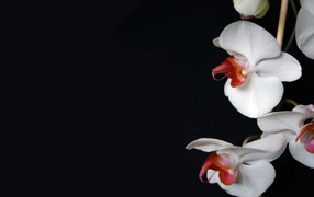 White Orchid, Flowers