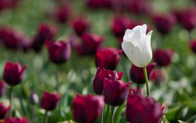 Белый и красный тюльпаны