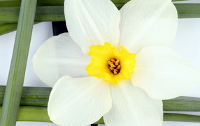 Белый нарцисс