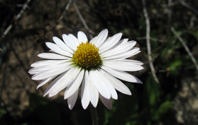 Белый хороший цветок, Цветы