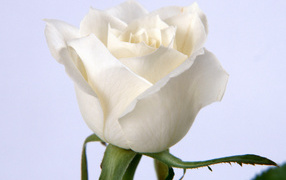 White rose, Flowers