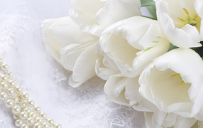 Белые тюльпаны