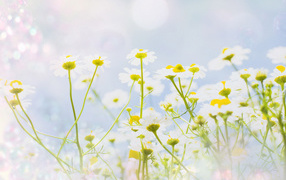 Полевые ромашки