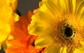 Желтые и оранжевые герберы
