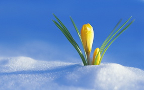 Желтый крокус